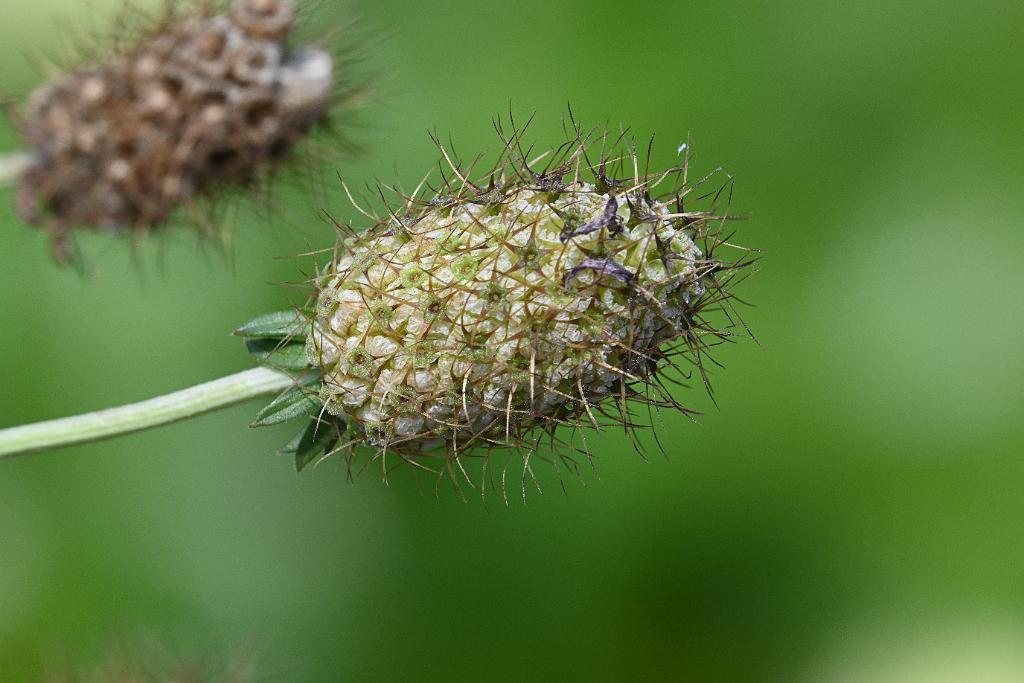 2025-08039850 Tower Hill Botanic Garden, MA.JPG - West Indian Gherkin or Spiny Cucumber (Cucumis anguria). New England Botanic Garden at Tower Hill, MA, 8-3-2025